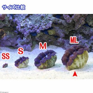 サンゴ ヒメシャコガイ ブルー ｍｌサイズ １匹 北海道 九州 沖縄航空便要保温の通販はau Pay マーケット チャーム 商品ロットナンバー