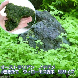 （水草）オーストラリアン　ノチドメ＋巻きたて　ウィローモス　流木　ＳＳサイズ（約１０ｃｍ）