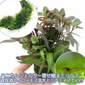 （エビ）（水草）ハニカムシェルター　寄せ植えミックス　育成済　ウィローモス　流木とミナミヌマエビ付（水中葉）　北海道・九州航空便