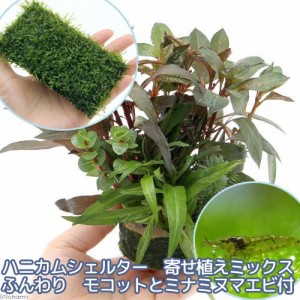 （エビ）（水草）水草寄せ植えミックス＋ウィローモス　クッション（水中葉）とミナミヌマエビ付　北海道・九州航空便要保温