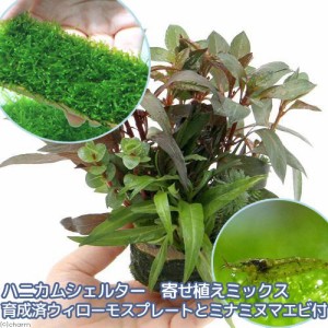 （エビ）（水草）ハニカムシェルター　寄せ植えミックス　育成済　ウィローモス　プレートとミナミヌマエビ付（水中葉）　北海道・九州航