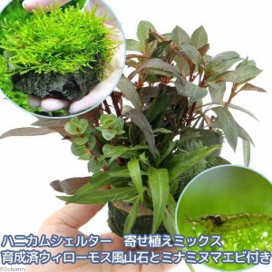 （エビ）（水草）ハニカムシェルター　寄せ植えミックス　育成済　ウィローモス　風山石とミナミヌマエビ付（水中葉）　北海道・九州航空