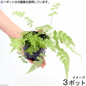 （観葉植物）ビバリウムプランツ　おまかせシダ植物　３号ポット（３ポット）