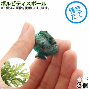 （水草）巻きたて　ボルビティスボール（水中葉）（無農薬）（３個）