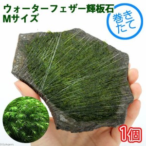 水草 巻きたて ウォーターフェザー 輝板石 ｍサイズ 約１４ｃｍ 無農薬 １個 の通販はau Pay マーケット チャーム 商品ロットナンバー