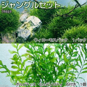 （水草）ジャングルセット（水中葉）（無農薬）（１セット）