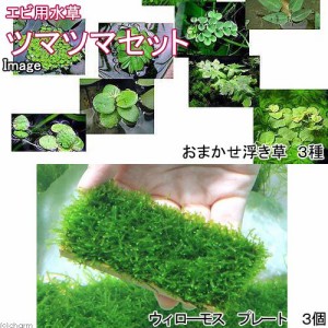 （水草）エビ用水草　ツマツマセット（水中葉）（無農薬）（１セット）