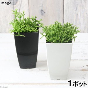 （観葉植物）リプサリス　セレウスクラ　３〜３．５号（１鉢）