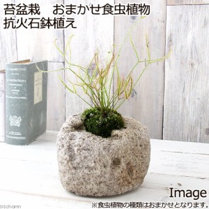 （観葉植物）苔盆栽　おまかせ食虫植物　抗火石鉢植え（１鉢）苔