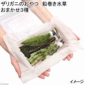 （水草）ザリガニのおやつ　鉛巻き水草　おまかせ３種（無農薬）（１セット）ザリガニ