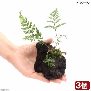 （山野草）ミニトキワシノブ　溶岩石植え（３個）