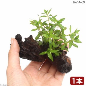 （水草）ルドウィジア・ブレビペス　流木付　ＳＳサイズ（約１０ｃｍ）（水上葉）（無農薬）（１本）