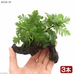 （水草）品種おまかせ水草　流木付　ＳＳサイズ（水上葉）（無農薬）（３本）（約１０ｃｍ）