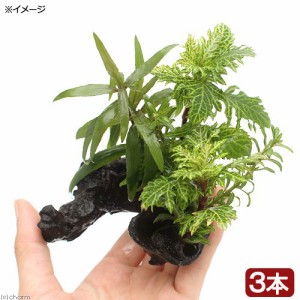 （水草）ミニサイズ　流木　ザ・ボンサイ　ＳＳサイズ（水上葉）（無農薬）（３本）（約１０ｃｍ）