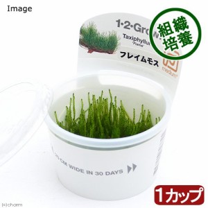 （水草）組織培養１−２−ＧＲＯＷ！　フレイムモス（液体培地）トロピカ製（無農薬）（１カップ）