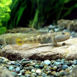 （淡水魚）ミックス・ヨシノボリ（５匹）