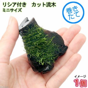 （水草）巻きたて　リシア付きカット流木　ミニサイズ（８ｃｍ以下）（水中葉）（無農薬）（１本）