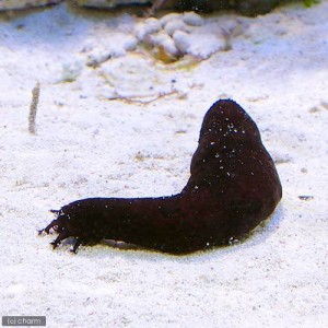 （海水魚）ナマコ　クロナマコ　Ｓサイズ（１匹）