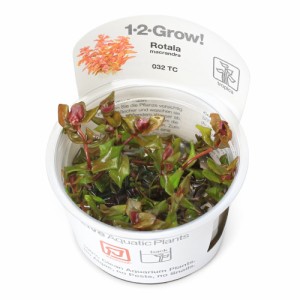 （水草）組織培養１−２−ＧＲＯＷ！　ロタラ　マクランドラ　トロピカ製（無農薬）（１カップ）