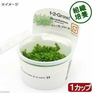 （水草）組織培養１−２−ＧＲＯＷ！　ニューラージパールグラス　トロピカ製（無農薬）（１カップ）