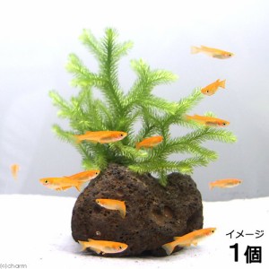 （水草）メダカの産卵用　ヒカゲノカズラ（日陰蔓）溶岩石（１個）