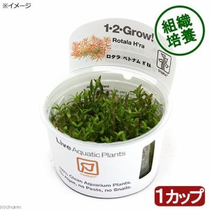 （水草）組織培養１−２−ＧＲＯＷ！　ロタラ　ロトンディフォリア　ベトナム　Ｈ’ｒａ　トロピカ製（無農薬）（１カップ）