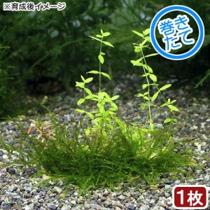 （水草）巻きたて　草たちの庭園　プレート（無農薬）（１枚）