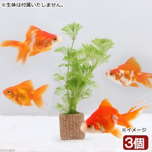 （水草）メダカ・金魚藻　ライフマルチ（茶）アンブリア（無農薬）（３個）