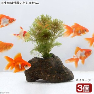 （水草）メダカ・金魚藻　アンブリア　穴あき溶岩石付き（水中葉）（無農薬）（３個）