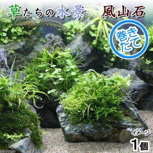 （水草）巻きたて　草たちの水景　風山石（無農薬）（１個）