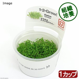 （水草）組織培養１−２−ＧＲＯＷ！　エラチネ　ハイドロパイパー　トロピカ製（無農薬）（１カップ）