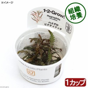 （水草）組織培養１−２−ＧＲＯＷ！　ハイグロフィラ　ピンナティフィダ　トロピカ製（無農薬）（１カップ）