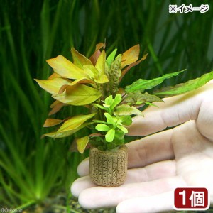 （水草）ライフマルチ（茶）寄せ植えミックス（水中葉）（無農薬）（１個）