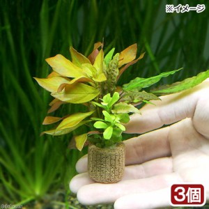 （水草）ライフマルチ（茶）寄せ植えミックス（水中葉）（無農薬）（３個）