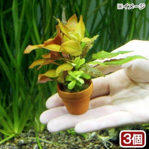 （水草）プチ素焼き鉢　寄せ植えミックス（水中葉）（無農薬）（３鉢）