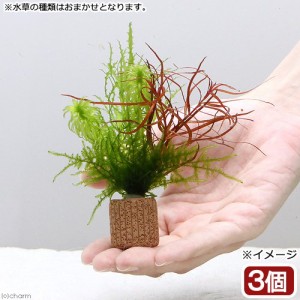 （水草）ライフマルチ（茶）ウィローモスと寄せ植えミックス（水中葉）（無農薬）（３個）