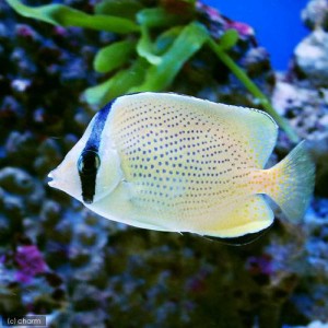 海水魚 ゴマチョウチョウウオ １匹 北海道航空便要保温の通販はau Pay マーケット チャーム 商品ロットナンバー