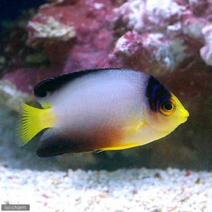 海水魚）ヤッコ エイブリーエンゼル Ｓサイズ（１匹） 北海道航空便要保温 さみしい