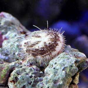 （海水魚）ウニ　オニヒメブンブク　Ｓサイズ（１匹）