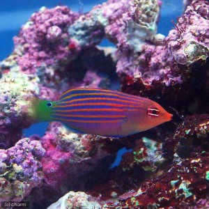 （海水魚）ニセモチノウオ（１匹）