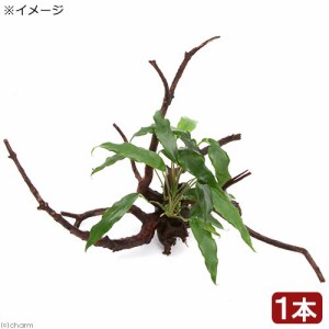 （水草）アヌビアス　ミニマ　枝状流木付　Ｍサイズ（１本）（２０ｃｍ〜）