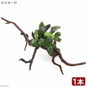 （水草）アヌビアスナナ　ボンサイ（インボイス）枝状流木付　Ｍサイズ（１本）（２０ｃｍ〜）