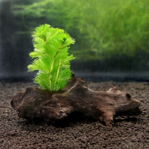（水草）メダカ・金魚藻　カボンバ　流木付　Ｓサイズ　（約１５ｃｍ）（１個）