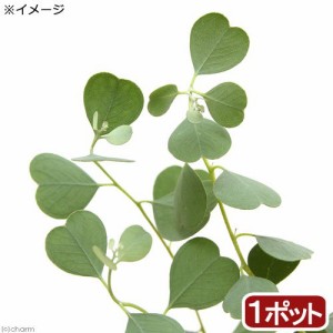 （観葉植物）ユーカリ　ウェブステリアナ　３〜４号（１ポット）　ハートリーフユーカリ