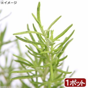 （観葉植物）ハーブ苗　ローズマリー　ゴールデンレイン　立性　３号（１ポット）　家庭菜園