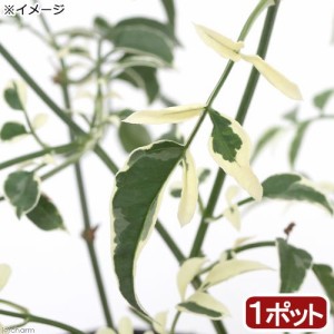 （観葉植物）斑入りハゴロモジャスミン　ミルキーウェイ　２．５〜３号（１ポット）