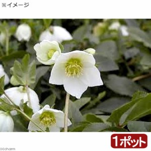 （観葉植物）クリスマスローズ　スノーホワイト　３号（１ポット）開花終了株