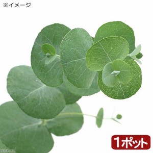 （観葉植物）ユーカリ　シネレア（銀丸葉）　３〜４号（１ポット）　家庭菜園　オージープランツ