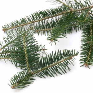 （観葉植物）もみの木　切り枝　長さ１５〜２０ｃｍ　４〜６本（１セット）　本物　自然素材　スワッグ　リース　クリスマス　インテリア
