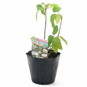 （観葉植物）アメリカアジサイ　ライムアナベル　５号（１ポット）　品種登録出願中